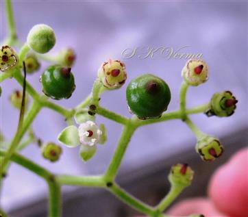  Inflorescence (Mature)